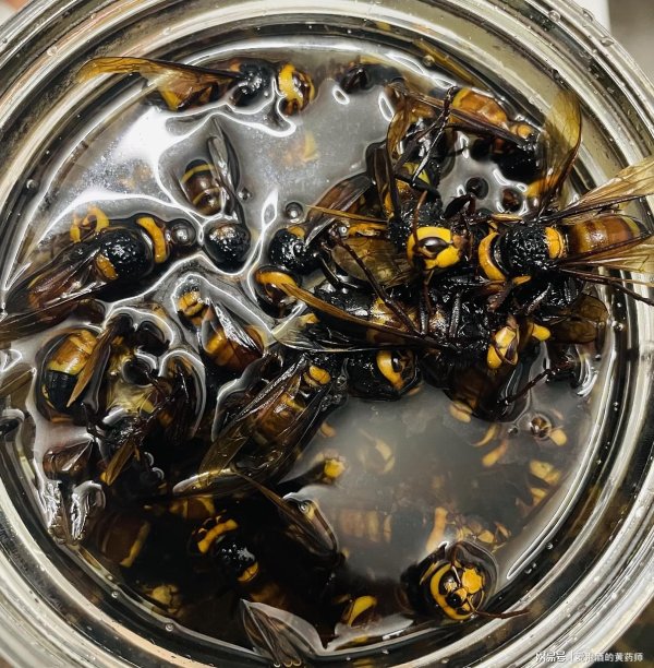 天天配资 蜜蜂泡酒用什么白酒泡最好？选对酒，泡酒成绩更佳